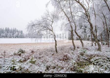 Wald an einem See im Winter Stockfoto