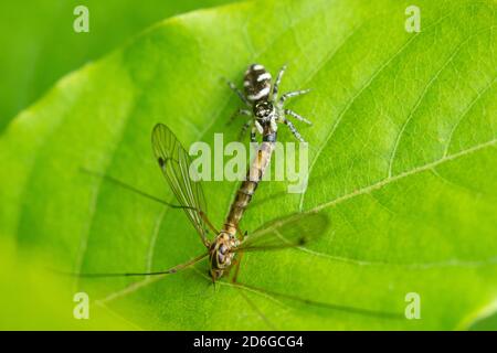 Zebraspinne (Salticus scenicus) Fängt eine Kranichfliege auf einem Blatt Stockfoto