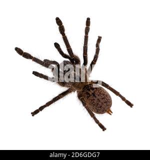 Draufsicht auf junge Erwachsene Horned Pavian tarantula aka Ceratogyrus darlingi Spinne. Isoliert auf weißem Hintergrund. Stockfoto