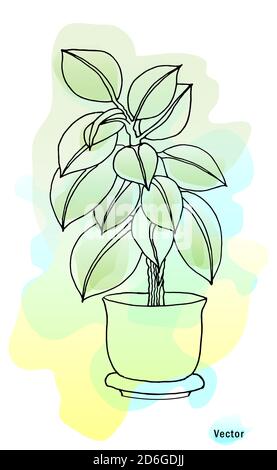 Ficus Pflanze in einem Topf. Schöner Aquarellhintergrund. Verschwommene, weiche Farben. Vektorzeichnung isoliert. Stock Vektor