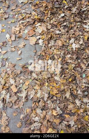 Herbst Sycamore Blatt Fall auf einer Straße in London, Großbritannien Stockfoto