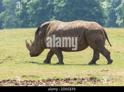 Weißes Nashorn, das an einem sonnigen Tag auf eigene Faust über ein Feld wandert. Seltene Tierwelt, Ceratotherium simum Stockfoto