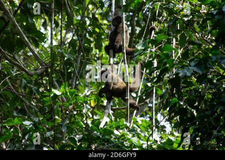 Ein Paar Wollaffen, Lagothrix Lagotricha, klettert auf einen Baum im Manu National Park, Peru. Wollaffen in einem großen tropischen Regenwaldbaum Stockfoto