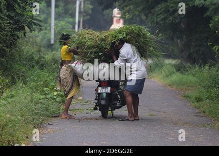 Poonch, Jammu und Kaschmir. Oktober 2020. 17. Oktober 2020, Poonch, Jammu und Kashmir, Indien: Ein Paar schneidet Gras von einem offenen Feld und lädt es auf ein Fahrrad. Das Gras ist Futter für die Tiere zu Hause. Mit Rückgang der landwirtschaftlichen Produktion durch unregelmäßige Regenfälle die meisten Menschen halten Vieh, um ihnen ein Grundeinkommen in der semi ariden Region Tirupati in Andhra Pradesh Staat, Indien (Bild: © Nazim Ali KhanZUMA Wire) Quelle: ZUMA Press, Inc./Alamy Live News Stockfoto