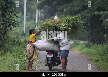 Poonch, Jammu und Kaschmir. Oktober 2020. 17. Oktober 2020, Poonch, Jammu und Kashmir, Indien: Ein Paar schneidet Gras von einem offenen Feld und lädt es auf ein Fahrrad. Das Gras ist Futter für die Tiere zu Hause. Mit Rückgang der landwirtschaftlichen Produktion durch unregelmäßige Regenfälle die meisten Menschen halten Vieh, um ihnen ein Grundeinkommen in der semi ariden Region Tirupati in Andhra Pradesh Staat, Indien (Bild: © Nazim Ali KhanZUMA Wire) Quelle: ZUMA Press, Inc./Alamy Live News Stockfoto