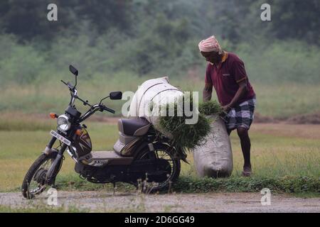 Poonch, Jammu und Kaschmir. Oktober 2020. 17. Oktober 2020, Poonch, Jammu und Kashmir, Indien: Ein Mann schneidet Gras von einem offenen Feld und lädt es auf ein Fahrrad. Das Gras ist Futter für die Tiere zu Hause. Mit Rückgang der landwirtschaftlichen Produktion durch unregelmäßige Regenfälle die meisten Menschen halten Vieh, um ihnen ein Grundeinkommen in der semi ariden Region Tirupati in Andhra Pradesh Staat, Indien (Bild: © Nazim Ali KhanZUMA Wire) Quelle: ZUMA Press, Inc./Alamy Live News Stockfoto