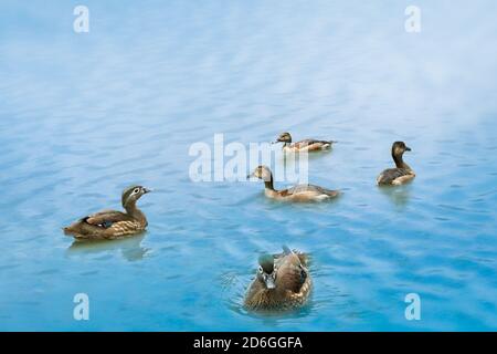 Mandarinenten schwimmen in einem Teich Stockfoto