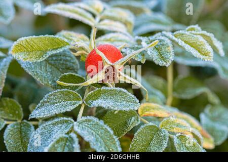 Die Blätter der grünen Hagebutte sind mit Frost bedeckt. Einfrieren. Herbstmorgen. Hochwertige Fotos Stockfoto