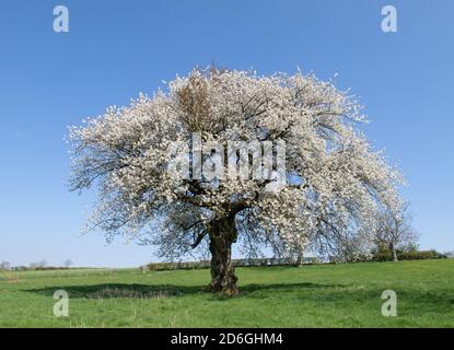 Eden Kirschbaum in voller Blüte Stockfoto