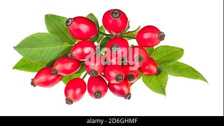 Rote Hagebutten auf Briar Zweig mit grünen Blättern isoliert auf weißem Hintergrund. Rosa canina. Nahaufnahme von reifen Hagebutten. Fructus cynosbati. Kräutermedizin. Stockfoto