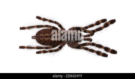 Draufsicht auf junge indische Ziertaranteln aka Poecilotheria regalis. Auf weißem Hintergrund isolieren. Stockfoto