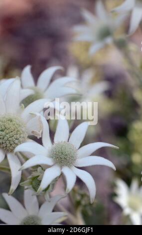 Australische einheimische Flanellblumen, Actinotus helianthi, Familie Apiaceae, im getupften Licht eines Walduntergeschosses, Sydney, NSW, Australien. Anlage Stockfoto