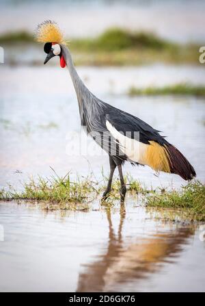 Porträt eines erwachsenen grau gekrönten Krans in seichtem Wasser auf der Suche nach Nahrung im Amboseli Nationalpark in Kenia Stockfoto