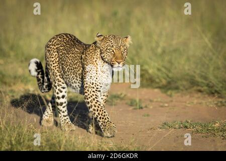 Horizontales Porträt eines erwachsenen Leoparden, der im grünen Busch läuft Bei Sonnenaufgang in Masai Mara in Kenia Stockfoto