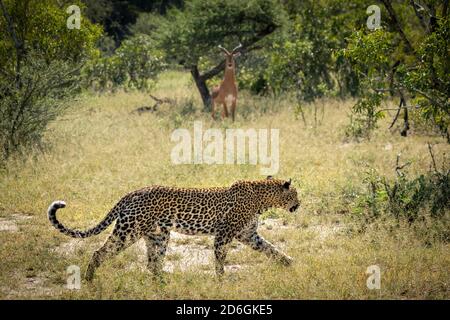 Leopard beim Gehen im grünen Busch mit einem männlichen Impala beobachten Es im Hintergrund im Kruger Park in Südafrika Stockfoto