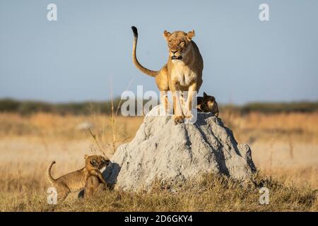 Weibliche Löwin sitzt auf einem Termitenhügel mit drei Löwen Jungtiere schauen ihre Mutter in Savuti in Botswana an Stockfoto