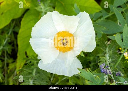 Pfingstrose 'Claire de Lune' (paeonia) eine frühlingshafte weißgelbe Blume Das ist ein Frühling krautigen mehrjährige Pflanze Stock Foto Bild Stockfoto