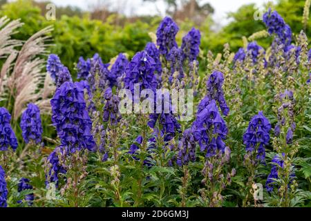 Aconitum carmichaelii eine Sommer Herbst blau lila Blume, die ist Ein Herbst krautige mehrjährige Pflanze allgemein als wolfsbane oder bekannt Chinesisches Akonit sto Stockfoto