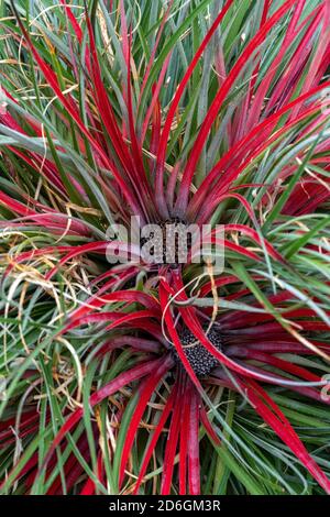 Fascicularia bicolor eine sommerliche rote und grüne Blume, die ist Eine krautige immergrüne mehrjährige Pflanze, die allgemein als Karmesin bromeliad bekannt ist Stock Foto im Stockfoto