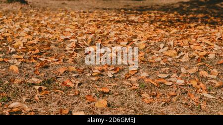 Herbstblätter auf dem Feld. Hintergrund von Herbstblättern. Der Boden ist mit Blättern übersät. Herbstlandschaft Stockfoto