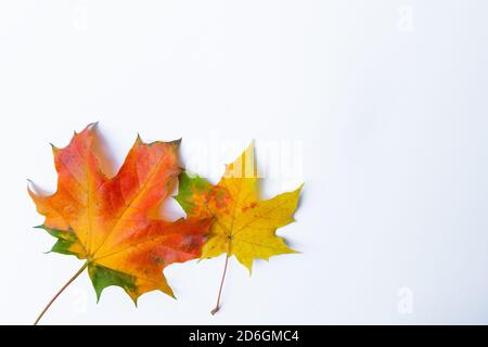 Rote Herbst Ahornblätter isoliert auf weißem Hintergrund. Flache Lage, Draufsicht Stockfoto