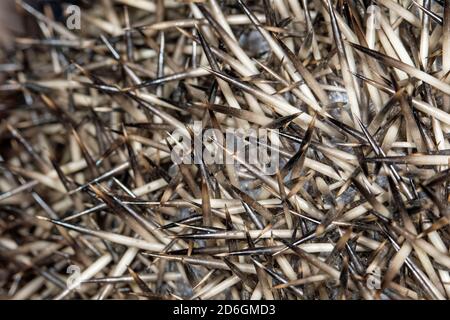 Nahaufnahme der Stacheln eines männlichen europäischen Igels (Erinaceus europaeus), Cambridgeshire, England Stockfoto
