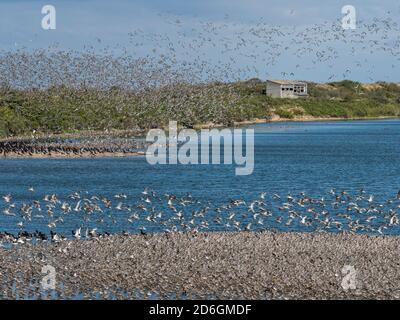 Große Herde von roosting Red Knot (Calidris canutus), mit Verstecken im Hintergrund, Snettisham, Norfolk, England Stockfoto