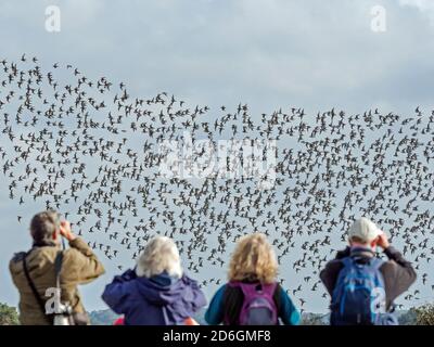 Vogelbeobachter beobachten Herde von Knot (Calidris canutus) im Flug, Snettisham, Norfolk, England Stockfoto