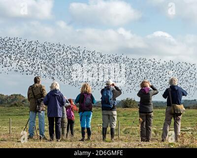 Vogelbeobachter beobachten Herde von Knot (Calidris canutus) im Flug, Snettisham, Norfolk, England Stockfoto