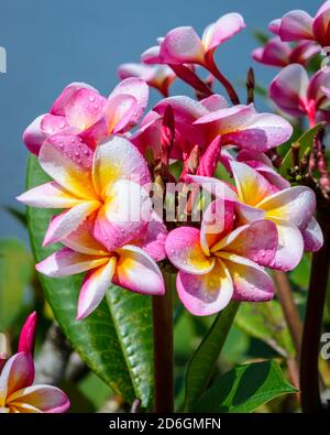 Rosa Plumeria oder Frangipani Blumen häufig in Südosten gefunden Asiatische Länder und Hawaii Stockfoto