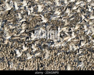 Schwarm von Winter gefiederten roten Knoten (Calidris canutus), die Flucht aus Roost, Snettisham, Norfolk, England Stockfoto