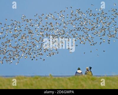 Vogelbeobachter beobachten Herde von Knot (Calidris canutus) im Flug, Snettisham, Norfolk, England Stockfoto