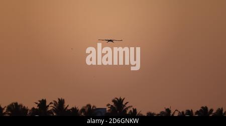 Ein von Silhouette gemalter Storchvogel fliegt vor der Morgendämmerung durch den Himmel über der Kokosnuss. Stockfoto
