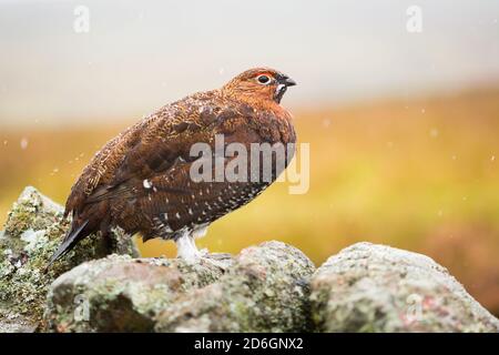 Männlicher Rothuhn, Lagopus lagopus scotica, im frühen Herbst auf dem Pennine Way in Nordengland im Regen, mit Regentropfen auf seinen Federn Stockfoto
