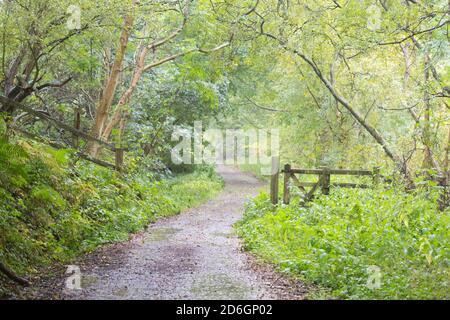 Radweg durch einen Wald im frühen Herbst auf Ein regnerischer Tag in Nordostengland Stockfoto