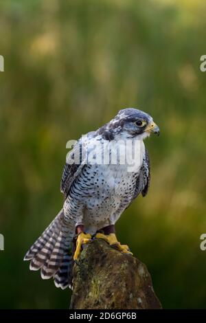 Wanderfalke Gyr Falcon auf einem Pfosten bei einem Vögel von Prey Rescue Center in England im Herbst Stockfoto