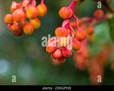 Nahaufnahme von orangefarbenen Blütenknospen auf einem Berberis darwinii Strauch Im Frühling Stockfoto
