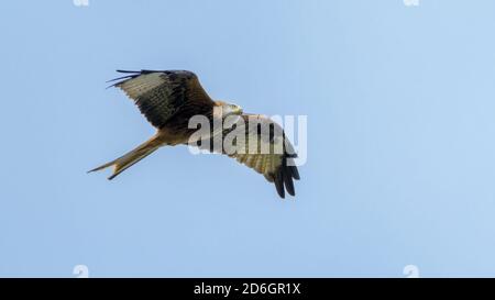 Rote Drachen Milvus Milvus im Flug Stockfoto