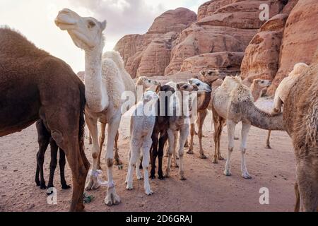 Gruppe von Kamelen mit ihren kleinen Kälbern zu Fuß in Wadi Rum Wüste, Nahaufnahme Weitwinkel Detail Stockfoto
