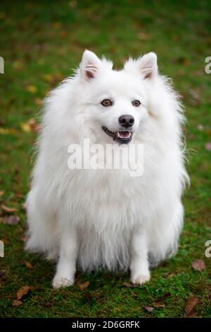 Japanischer Spitz, sitzend Stockfoto