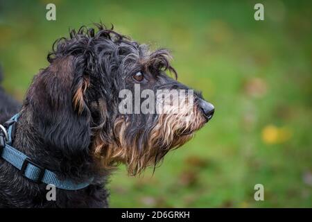 Dachshundhund mit Drahthaar, Kopfportrait Stockfoto