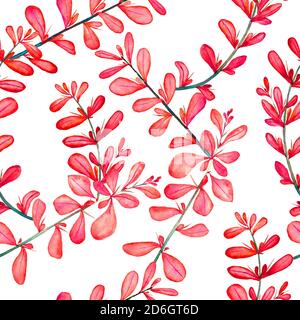 Dorniger Berberis vulgaris (häufig, europäisch oder einfach nur Berberbeere), Zweig mit roten Blättern, isolierte handbemalte Aquarell-Illustration, nahtloses Muster Stockfoto