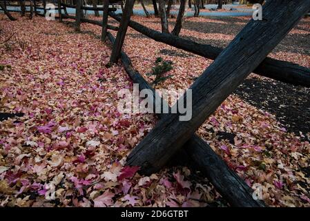 Walddetails an einem Oktobermorgen im Herbst. Gefallene Blätter bilden im Spätherbst ein Mosaik aus Farbe, Mustern und Textur. Stockfoto