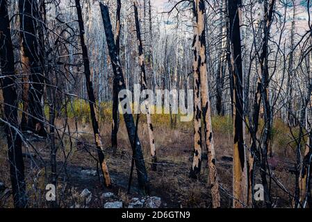 Verkohlte Pinien nach einem Waldbrand. Im Laufe der Zeit fügt sogar verheerende Waldbrände dem Wald Intrigen und Schönheit hinzu. Stockfoto