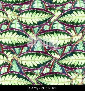 Maranta gestreifte Blätter, handbemalt Aquarell Illustration nahtlose Muster-Design auf weiß Stockfoto