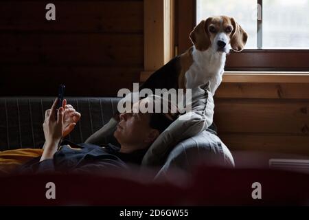 Mittlere Erwachsene Frau, die sich auf dem Sofa niederlegt und auf das Smartphone schaut. Beagle beim Blick auf die Kamera. Stockfoto