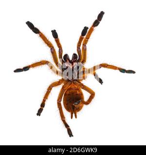 Unterseite der jungen Orange Pavian Tatantula Spinne alias Pterinochilus murinus RCF. Isoliert auf weißem Hintergrund. Stockfoto