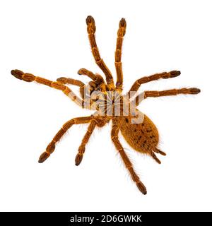 Draufsicht auf junge Orange Pavian Tatantula Spinne alias Pterinochilus murinus RCF. Isoliert auf weißem Hintergrund. Stockfoto