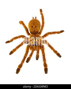 Draufsicht auf junge Orange Pavian Tatantula Spinne alias Pterinochilus murinus RCF. Isoliert auf weißem Hintergrund. Stockfoto