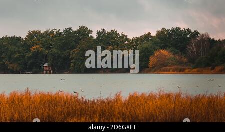 Überschwemmten hohen Gras auf Teichrand mit Bäumen und Himmel. Herbst farbige tschechische Landschaft Stockfoto